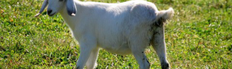 羊の精肉工場で謎の病気が流行　ルーマニア